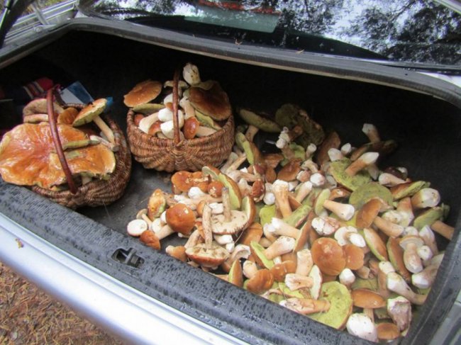 Тихе полювання-2: волиняни хваляться врожаєм грибів у Facebook