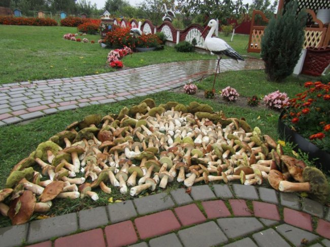 Тихе полювання-2: волиняни хваляться врожаєм грибів у Facebook