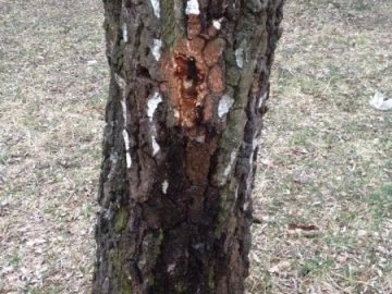 Волинські волонтери-екологи закликають не залишати «відкриті рани» на стовбурах беріз