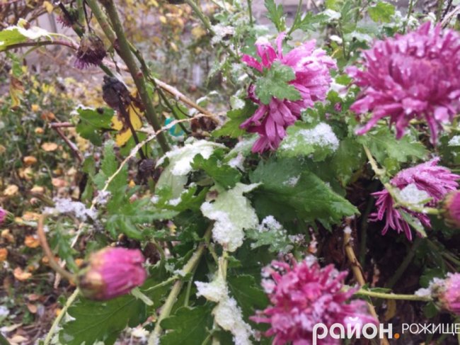 Мокрий і лапатий: на Волині - сніг. ФОТО
