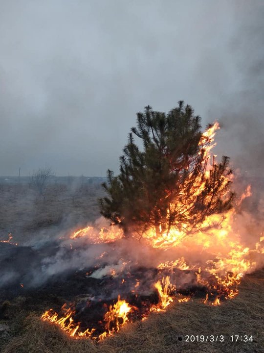 На Ківерцівщині люди спалили молодий ліс. ФОТО