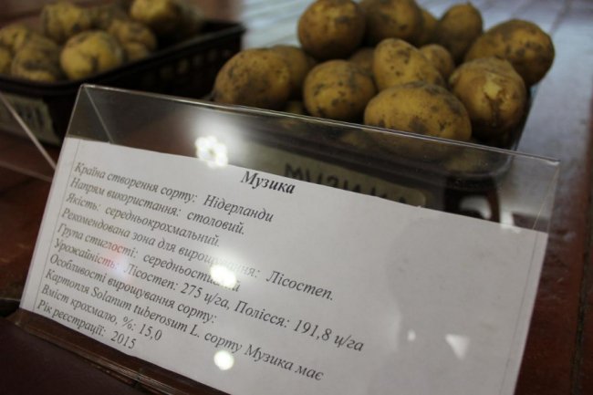 На Волині вирощують нові сорти картоплі за сучасною технологією. ФОТО