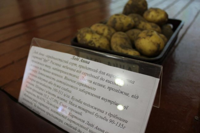 На Волині вирощують нові сорти картоплі за сучасною технологією. ФОТО