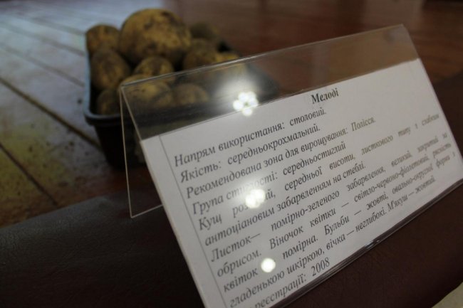 На Волині вирощують нові сорти картоплі за сучасною технологією. ФОТО