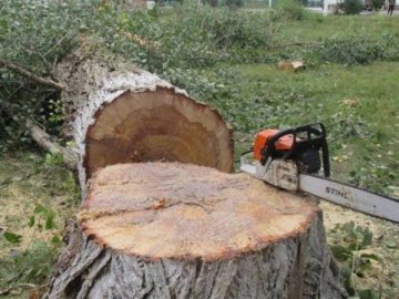 У Луцьку хочуть зрізати понад пів сотні аварійних дерев