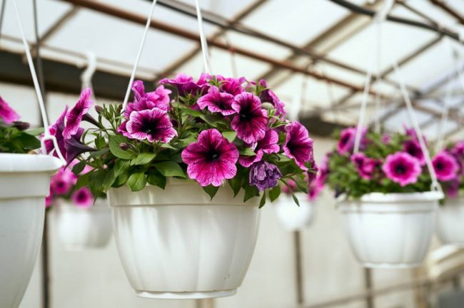 Повідомили ще одну цікавинку масштабного тюльпанового фестивалю  на Волині. ФОТО