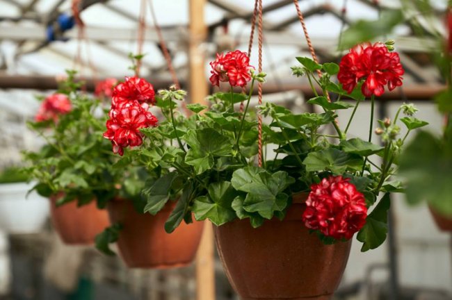 Повідомили ще одну цікавинку масштабного тюльпанового фестивалю  на Волині. ФОТО