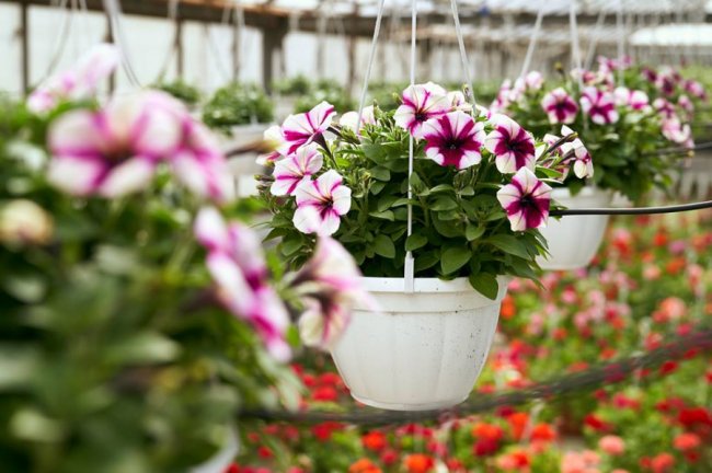 Повідомили ще одну цікавинку масштабного тюльпанового фестивалю  на Волині. ФОТО