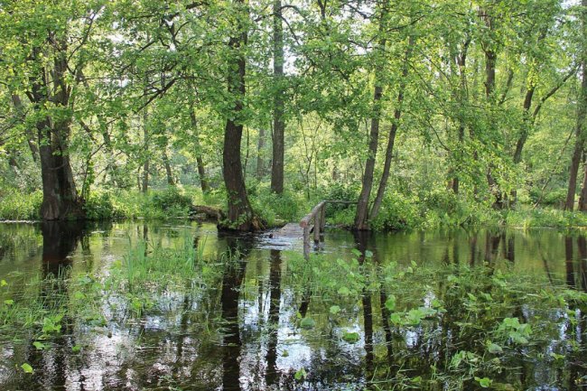 Волинський фотограф показав красу «високої води» річки Стохід. ФОТО