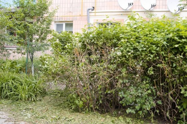 Мешканці райцентру на Волині скаржаться на комунальників. ФОТО