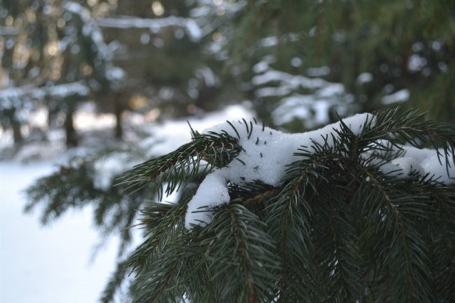 Зимовий спокій центрального парку Луцька. ФОТО