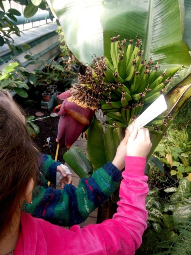 Екзотична теплиця школярів з Волині – найкраща в Україні. ФОТО