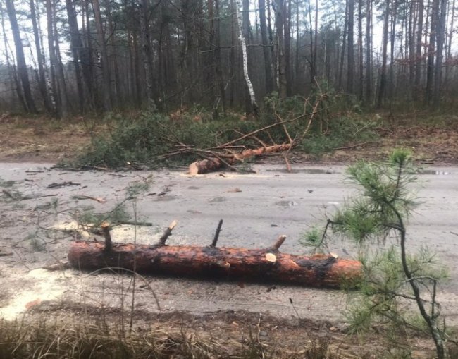 Вандалізм у лісі на Волині: злочинці зрізали дерева, перекривши сільську дорогу