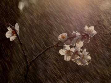 Погода на завтра, 20 квітня, у Луцьку та Волинській області