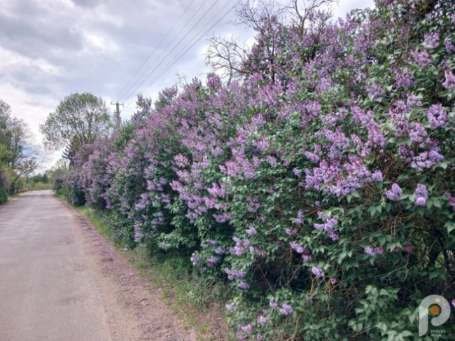 Вражає красою та ніжністю: на Волині рясно зацвіла бузкова алея. ФОТО