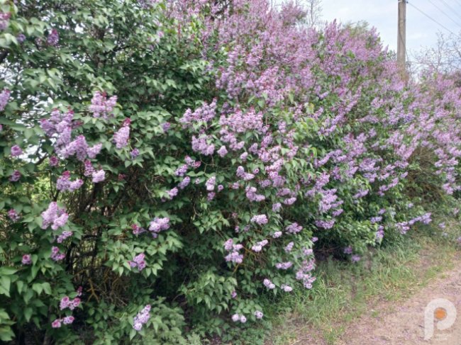 Вражає красою та ніжністю: на Волині рясно зацвіла бузкова алея. ФОТО