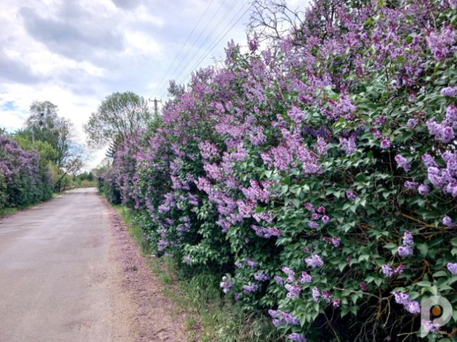 Вражає красою та ніжністю: на Волині рясно зацвіла бузкова алея. ФОТО