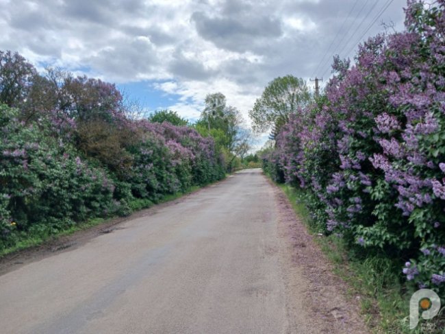 Вражає красою та ніжністю: на Волині рясно зацвіла бузкова алея. ФОТО