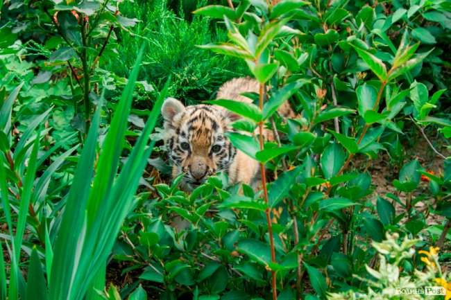 Смугасті будні: як у луцькому зоопарку живе тигреня Тріша. ФОТО