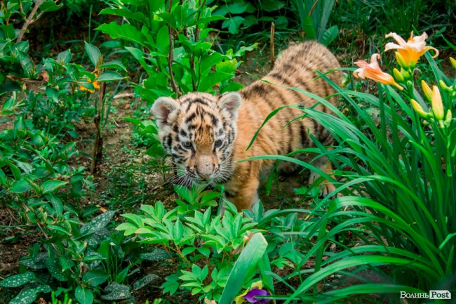 Смугасті будні: як у луцькому зоопарку живе тигреня Тріша. ФОТО