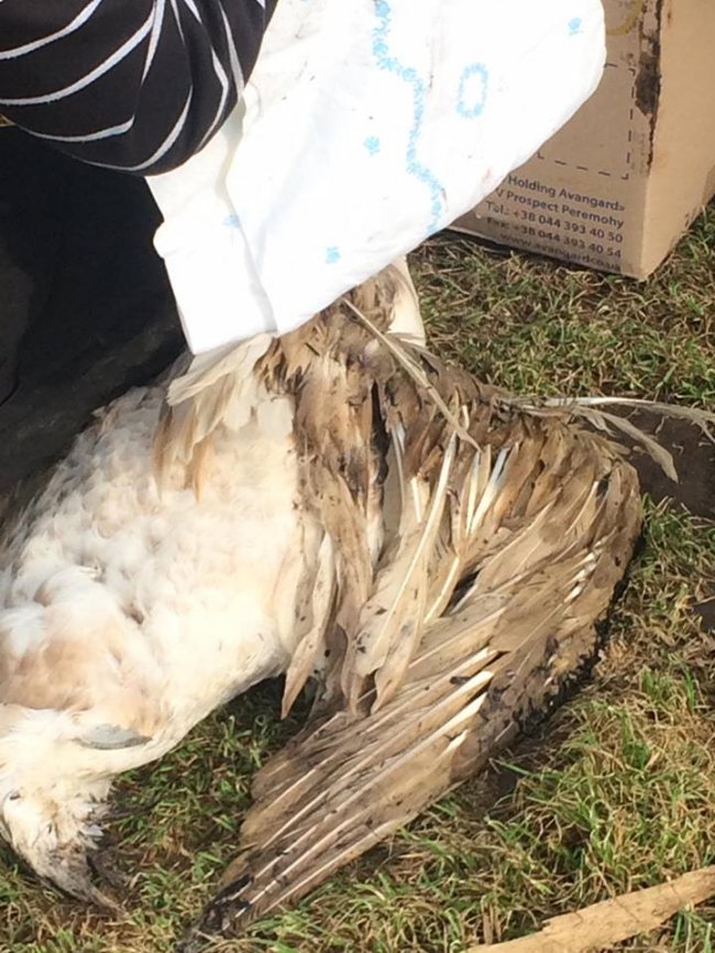 Під Луцьком небайдужі врятували пораненого лебедя. ФОТО