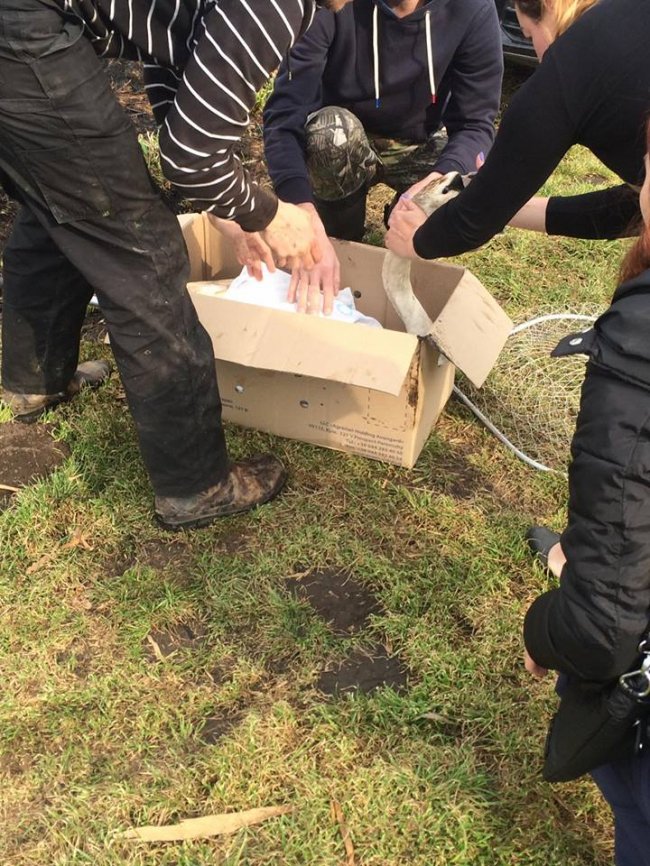 Під Луцьком небайдужі врятували пораненого лебедя. ФОТО