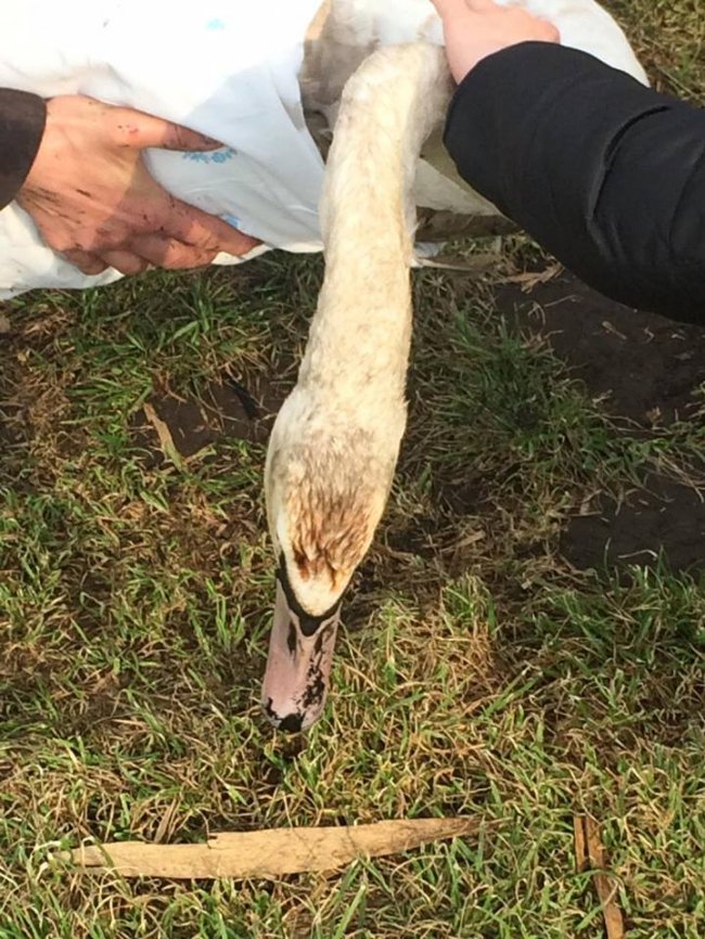 Під Луцьком небайдужі врятували пораненого лебедя. ФОТО