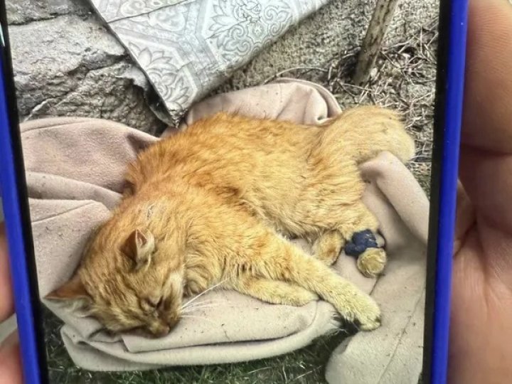 У шлунку – монети і кільця: у Луцьку жорстоко познущалися з кота