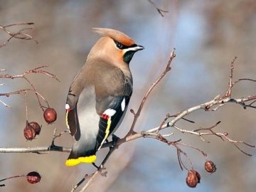 У нацпарку на Волині – пташиний рекорд