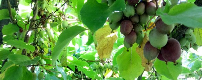 Волинянин вирощує чудосад екзотичних фруктів і пропагує пермакультуру. ВІДЕО