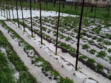 Побило урожай, позривало дахи: на Рівненщині негода наробила лиха