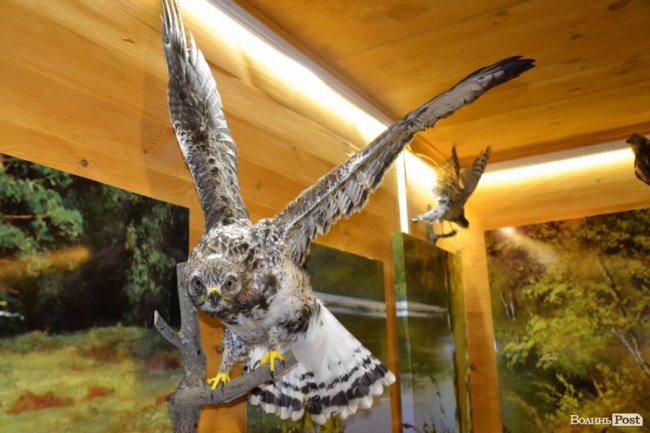 Краса воротнівського лісу: у «Малій Швейцарії» відкрили центр для юних лісівників 