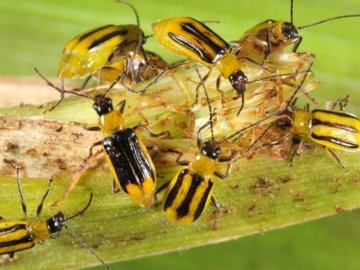 Через поширення кукурудзяного жука у селі на Волині запровадили карантин