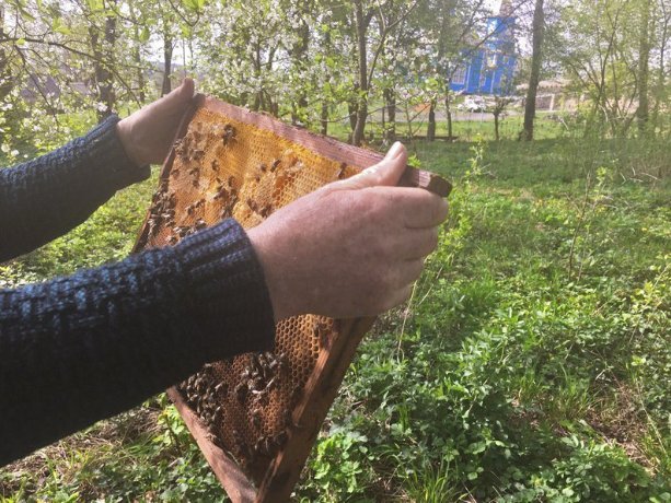 Нематеріальна культурна спадщина: як у селі біля Луцька займаються бортництвом. ВІДЕО, ФОТО