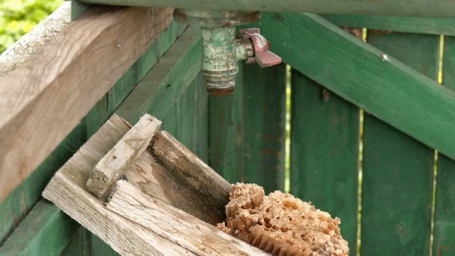 Нематеріальна культурна спадщина: як у селі біля Луцька займаються бортництвом. ВІДЕО, ФОТО