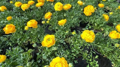 Волинська блогерка-квітникарка продає розсаду на ринку та веде ТікТок