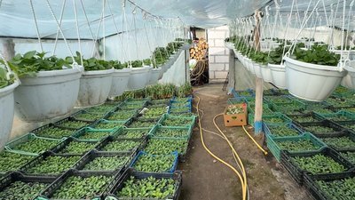 Волинська блогерка-квітникарка продає розсаду на ринку та веде ТікТок