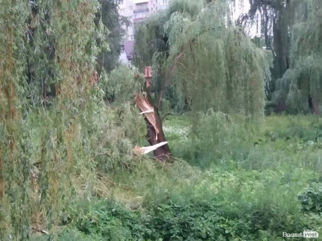 Гілля на проводах та потрощені дерева: луцький проспект після бурі. ФОТО