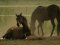 Загибель чоловіка від удару коня на волинській фермі: відомі нові деталі