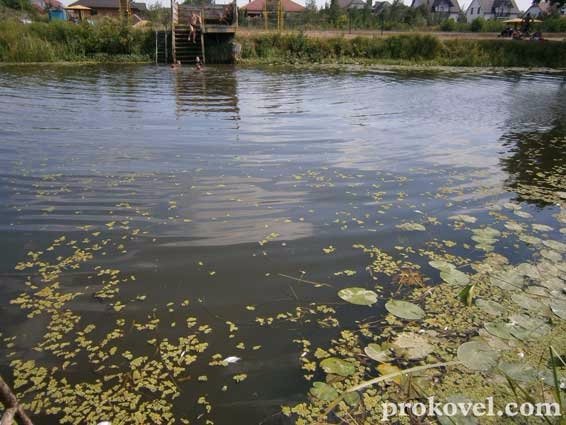 На Волині річка вкрилася мертвою рибою. ФОТО