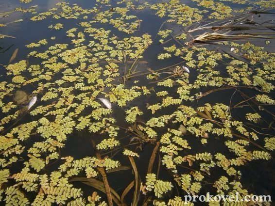 На Волині річка вкрилася мертвою рибою. ФОТО