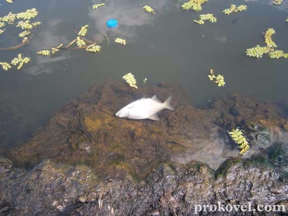 На Волині річка вкрилася мертвою рибою. ФОТО