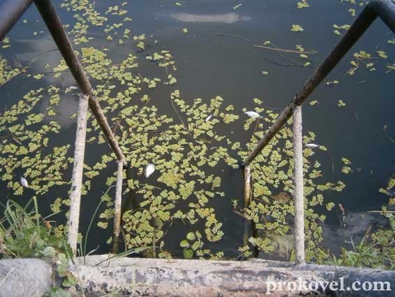 На Волині річка вкрилася мертвою рибою. ФОТО