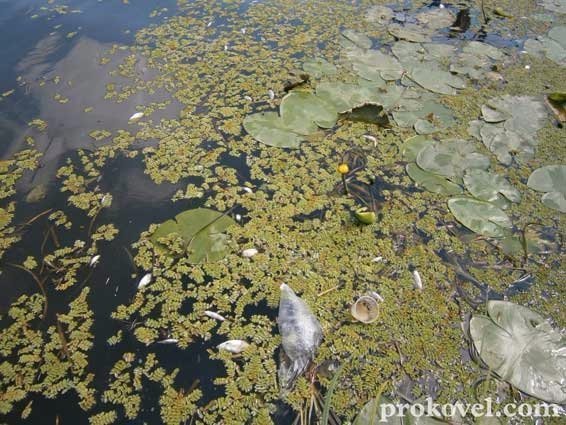 На Волині річка вкрилася мертвою рибою. ФОТО