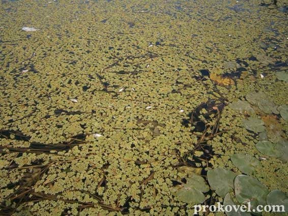 На Волині річка вкрилася мертвою рибою. ФОТО