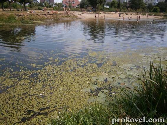 На Волині річка вкрилася мертвою рибою. ФОТО