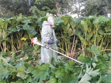 На Волині селяни  «воюють» з небезпечним борщівником
