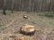 На Волині лісники  скаржаться, що міліція «закриває очі» на крадіжки лісу