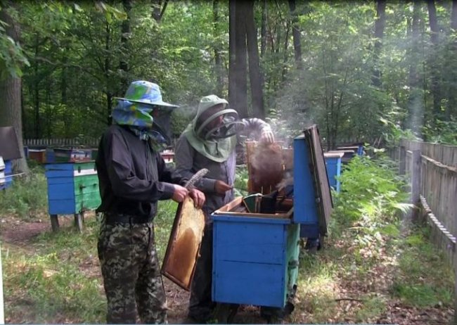 У волинському лісгоспі за рік викачали 615 кілограмів меду. ФОТО