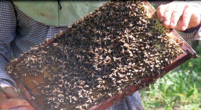 У волинському лісгоспі за рік викачали 615 кілограмів меду. ФОТО